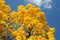 Golden tabebuia tree in full bloom