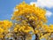 Golden tabebuia tree in full bloom & blue sky