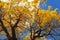Golden tabebuia tree in full bloom with blue sky