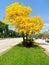 Golden tabebuia tree in full bloom in median, Florida