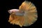 The golden tail betta glistens like a radiant jewel as it gracefully swims through the water its lustrous scales reflecting the