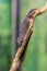 Golden tailed Closeup of a Gecko (Gecko gecko).