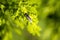 A Golden-tailed Hoverfly (Xylota sylvarum) on a plant in Sydney