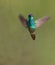 Golden-tailed Sapphire in flight