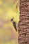 Golden Tailed Woodpecker - African Wildlife Background - Vertical Life