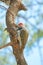 Golden-tailed woodpecker on a tree