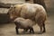 Golden takin (Budorcas taxicolor bedfordi).