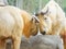 Golden takin, Budorcas taxicolor bedfordi, goat-antelope from Asia. Big animal in the nature habitat. Wildlife scene from nature