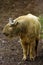 The golden takin Budorcas taxicolor bedfordi standing on a slope. An endangered goat-antelopeAn endangered goat-antelope on a