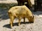 A golden Takin eating plants on the ground