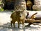 A golden Takin walking at Shanghai wild animal park