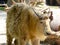 A golden Takin walking at Shanghai wild animal park