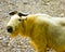 A golden Takin walking at Shanghai wild animal park