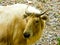 A golden Takin walking at Shanghai wild animal park