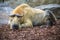 Golden takin in a Zoo, Berlin