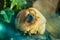 Golden tamarin sitting on a wooden branch among the trees at the zoological park