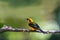 Golden Tanager