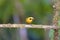 Golden Tanager  844093