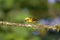 Golden Tanager  844096