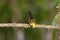 Golden Tanager  844098