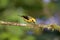 Golden Tanager  844099