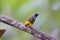 Golden Tanager  844146