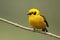 Golden Tanager - Ecuador