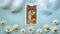 Golden tarot cards on the Blue background with Daisy flowers, two of cups