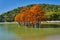 Golden Taxodium distichum stand in a gorgeous lake against the backdrop of the Caucasus mountains in the fall. Autumn. October. Su