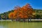 Golden Taxodium distichum stand in a gorgeous lake against the backdrop of the Caucasus mountains in the fall. Autumn. October. Su