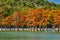 Golden Taxodium distichum stand majestically in a gorgeous lake against the backdrop of the Caucasus Mountains in the fall. Autumn