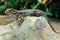 Golden Tegu Tupinambis teguixin rests on a stone, focus on eye