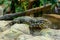 Golden Tegu Tupinambis teguixin rests on a stone, shallow dept