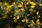 Golden Thorny Gorse Bush Up Close and Personal