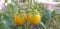 Golden tomatoes growing