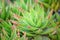 Golden Toothed Aloe, Aloe x nobilis, plants with red-tipped leaves