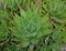 Golden Toothed Aloe nobilis with red tipped leaves