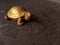 Golden tortoise ade from clay