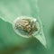 Golden Tortoise Beetle closeup on green leaf Ubud, Indonesia