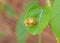 Golden tortoise beetle hybridize on green leaf at night scene