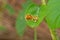 Golden tortoise beetle hybridize on green leaf at night scene