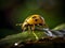 Golden Tortoise Beetle Perched on Amazon Rainforest Leaf