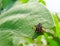 Golden Tortoise Leaf Beetle larva