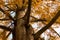 Golden Tree Branches of the Metasequoia glyptostroboides, also known as dawn redwood, dangling down with autumn foliage