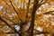 Golden Tree Branches of the Metasequoia glyptostroboides, also known as dawn redwood, dangling down with autumn foliage