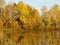 Golden tree foliage colors of Adirondack Fall Season