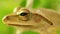 Golden Tree Frog Macro Head And Eye Static Close Up