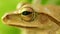 Golden Tree Frog Macro Head And Eye Static Close Up