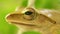 Golden Tree Frog Macro Head Eye Winking Static Close Up
