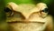 Golden Tree Frog Macro Head And Eyes Portrait Close Up